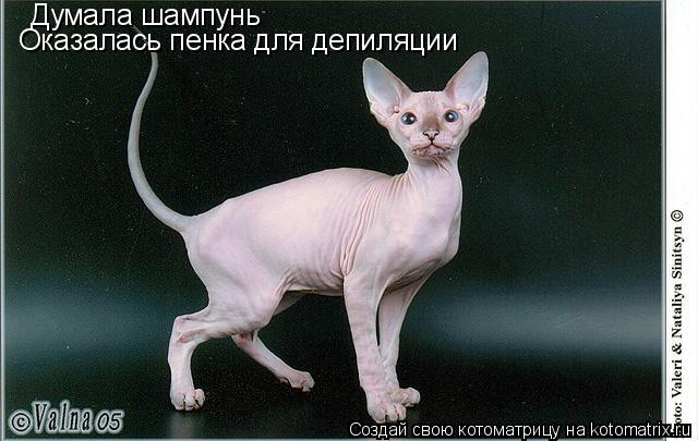 Думала шампунь Оказалась пенка для депиляции... Котоматрица: Думала шампунь Оказалась пенка для депиляции