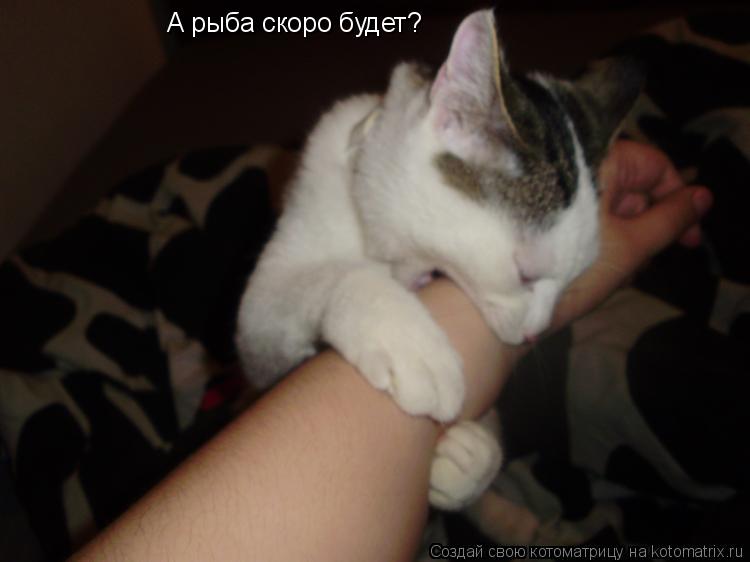 Котоматрица: А рыба скоро будет?