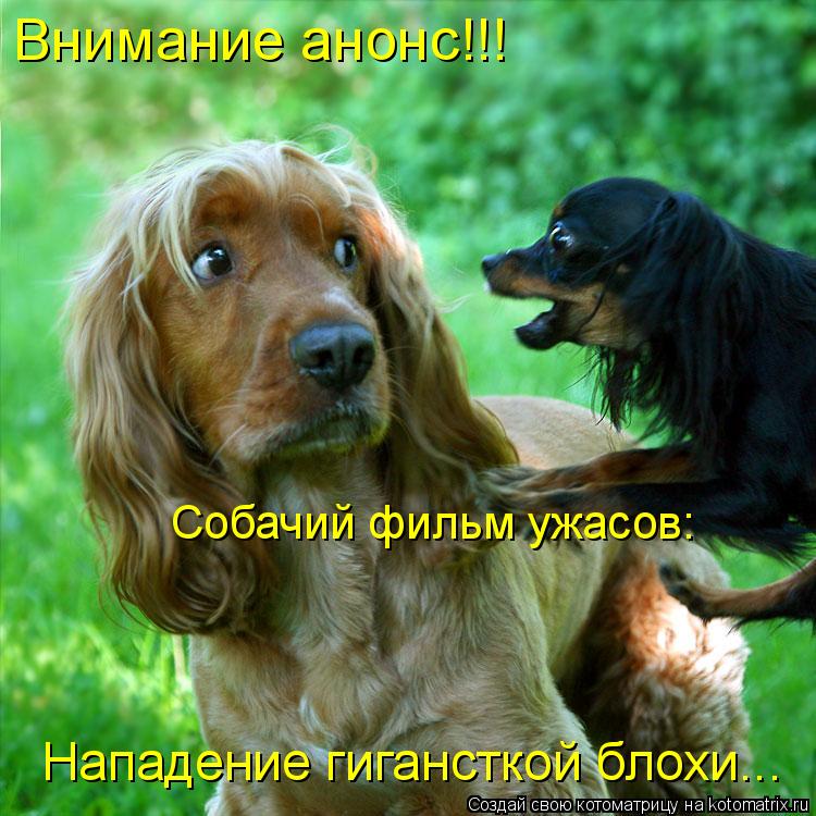 Собачий фильм ужасов: Внимание анонс!!! Нападение гигансткой блохи...... Котоматрица: Собачий фильм ужасов: Внимание анонс!!! Нападение гигансткой блохи...