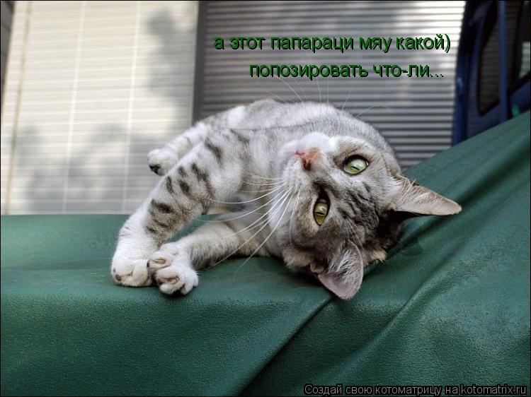 а этот папараци мяу какой) попозировать что-ли...... Котоматрица: а этот папараци мяу какой) попозировать что-ли...