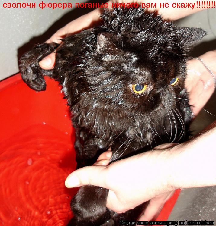сволочи фюрера поганые ничего вам не скажу!!!!!!!!!!... Котоматрица: сволочи фюрера поганые ничего вам не скажу!!!!!!!!!!