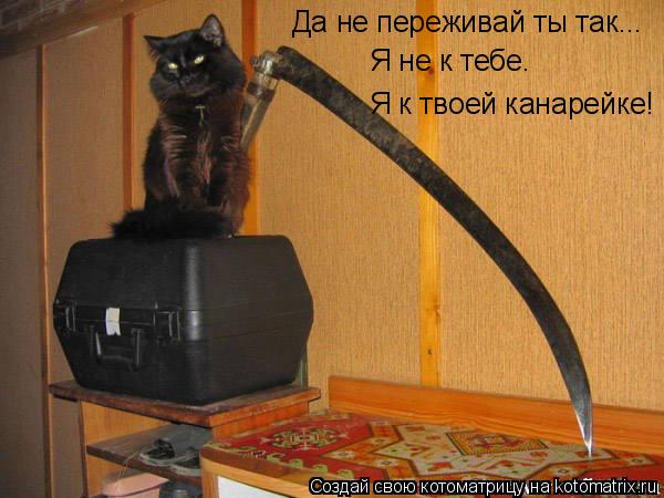 Да не переживай ты так... Я не к тебе. Я к твоей канарейке!... Котоматрица: Да не переживай ты так... Я не к тебе. Я к твоей канарейке!