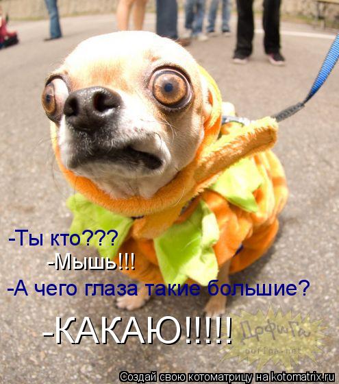 -Ты кто??? -Мышь!!! -А чего глаза такие большие? -КАКАЮ!!!!!... Котоматрица: -Ты кто??? -Мышь!!! -А чего глаза такие большие? -КАКАЮ!!!!!