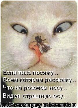 Всем котярам расскажу... Что на розовом носу... Видел страшную осу... Если тихо посижу...... Котоматрица: Всем котярам расскажу... Что на розовом носу... Видел страшную осу... Если тихо посижу...