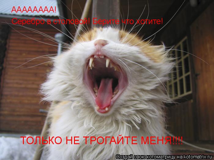 АААААААА! Серебро в столовой! Берите что хотите! ТОЛЬКО НЕ ТРОГАЙТЕ МЕНЯ!!!!... Котоматрица: АААААААА! Серебро в столовой! Берите что хотите! ТОЛЬКО НЕ ТРОГАЙТЕ МЕНЯ!!!!