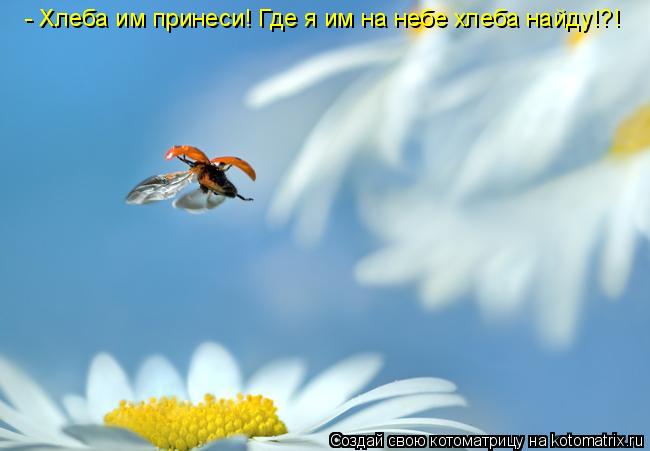 - Хлеба им принеси! Где я им на небе хлеба найду!?!... Котоматрица: - Хлеба им принеси! Где я им на небе хлеба найду!?!