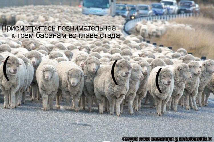 ( ( ( Присмотритесь повнимательнее к трем баранам во главе стада!... Котоматрица: ( ( ( Присмотритесь повнимательнее к трем баранам во главе стада!