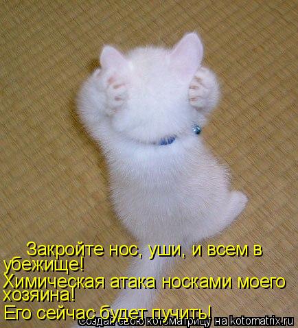 Котоматрица: Закройте нос, уши, и всем в убежище!  Химическая атака носками моего хозяина! Его сейчас будет пучить!