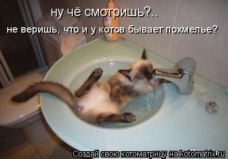 не веришь, что и у котов бывает похмелье? ну чё смотришь?..... Котоматрица: не веришь, что и у котов бывает похмелье? ну чё смотришь?..