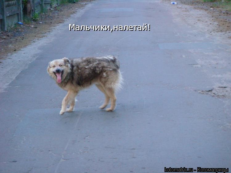 Мальчики,налетай!... Котоматрица: Мальчики,налетай!