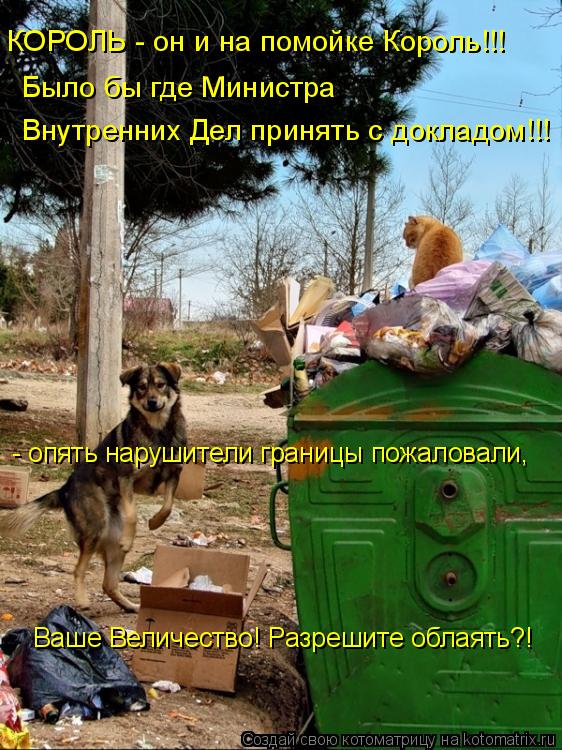 КОРОЛЬ - он и на помойке Король!!! Внутренних Дел принять с докладом!!! Было бы где Министра Ваше Ве... Котоматрица: КОРОЛЬ - он и на помойке Король!!! Внутренних Дел принять с докладом!!! Было бы где Министра Ваше Величество! Разрешите облаять?! - опять наруш