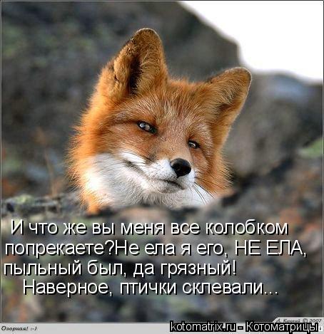 И что же вы меня все колобком попрекаете?Не ела я его, НЕ ЕЛА, пыльный был, да грязный! Наверное, п... Котоматрица: И что же вы меня все колобком попрекаете?Не ела я его, НЕ ЕЛА, пыльный был, да грязный! Наверное, птички склевали...