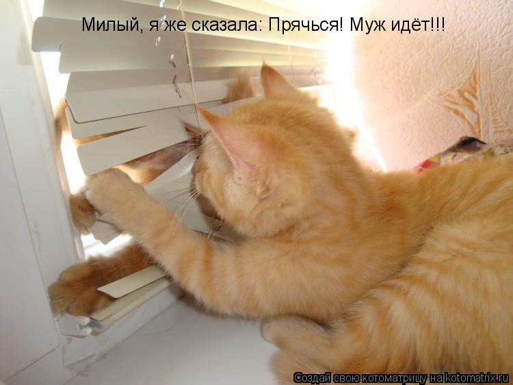 Милый, я же сказала: Прячься! Муж идёт!!!... Котоматрица: Милый, я же сказала: Прячься! Муж идёт!!!