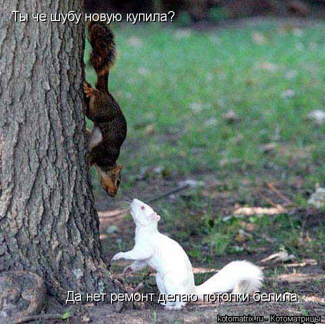 Котоматрица: Ты че шубу новую купила? Да нет ремонт делаю потолки белила.