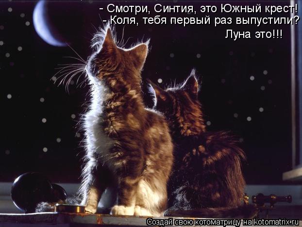 Смотри, Синтия, это Южный крест! - - Коля, тебя первый раз выпустили? Луна это!!!... Котоматрица: Смотри, Синтия, это Южный крест! - - Коля, тебя первый раз выпустили? Луна это!!!