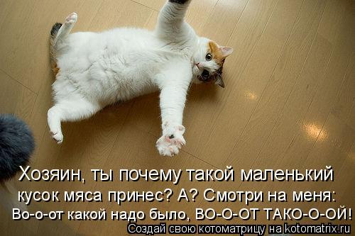 Хозяин, ты почему такой маленький кусок мяса принес? А? Смотри на меня: Во-о-от какой надо было, ВО-О... Котоматрица: Хозяин, ты почему такой маленький кусок мяса принес? А? Смотри на меня: Во-о-от какой надо было, ВО-О-ОТ ТАКО-О-ОЙ!