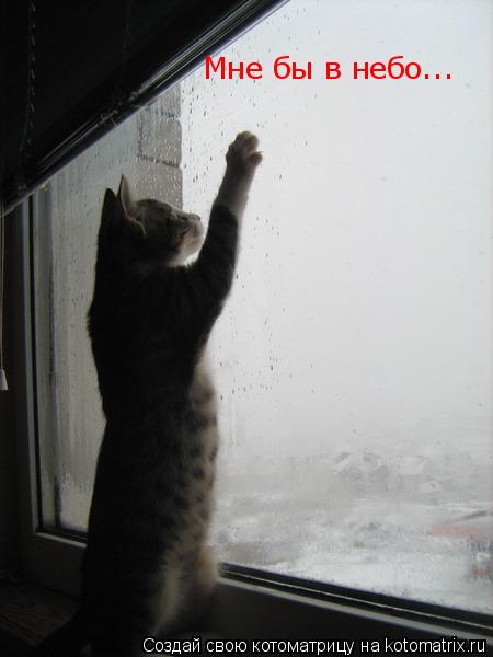 Мне бы в небо...... Котоматрица: Мне бы в небо...