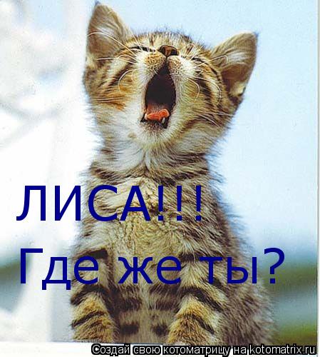 ЛИСА!!! Где же ты?... Котоматрица: ЛИСА!!! Где же ты?