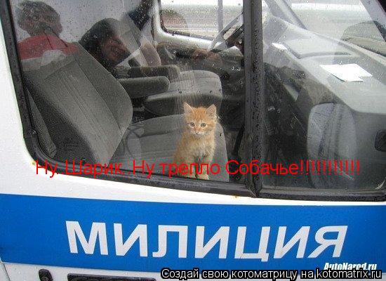 Ну..Шарик..Ну трепло Собачье!!!!!!!!!!!... Котоматрица: Ну..Шарик..Ну трепло Собачье!!!!!!!!!!!