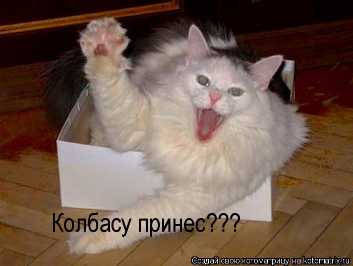 Колбасу принес???... Котоматрица: Колбасу принес???