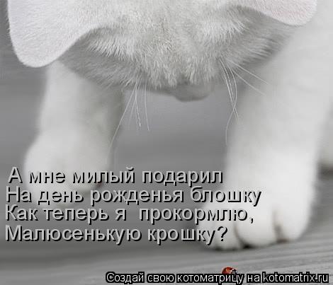А мне милый подарил На день рожденья блошку Как теперь я прокормлю, Малюсенькую крошку?... Котоматрица: А мне милый подарил На день рожденья блошку Как теперь я прокормлю, Малюсенькую крошку?