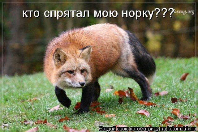 кто спрятал мою норку???... Котоматрица: кто спрятал мою норку???