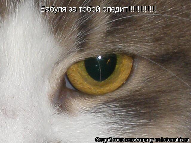 Бабуля за тобой следит!!!!!!!!!!!!... Котоматрица: Бабуля за тобой следит!!!!!!!!!!!!