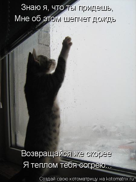 Котоматрица: Знаю я, что ты придешь, Мне об этом шепчет дождь Возвращайся же скорее Я теплом тебя согрею...