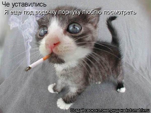 Че уставились Я еще под водочку порнуху люблю посмотреть... Котоматрица: Че уставились Я еще под водочку порнуху люблю посмотреть