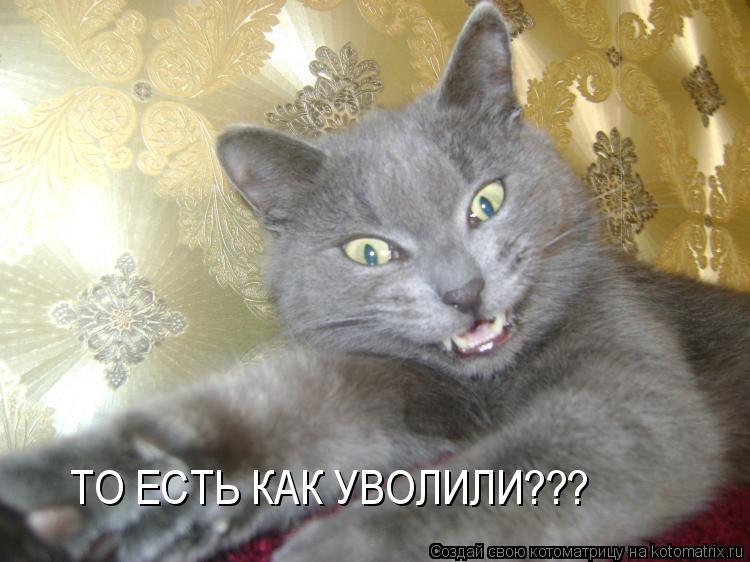 ТО ЕСТЬ КАК УВОЛИЛИ???... Котоматрица: ТО ЕСТЬ КАК УВОЛИЛИ???