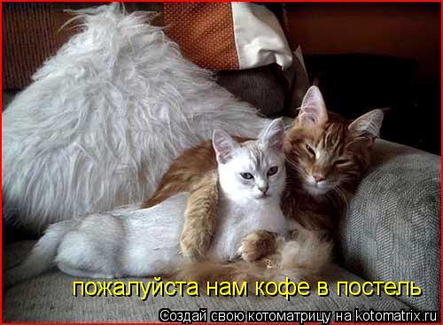 пожалуйста нам кофе в постель... Котоматрица: пожалуйста нам кофе в постель