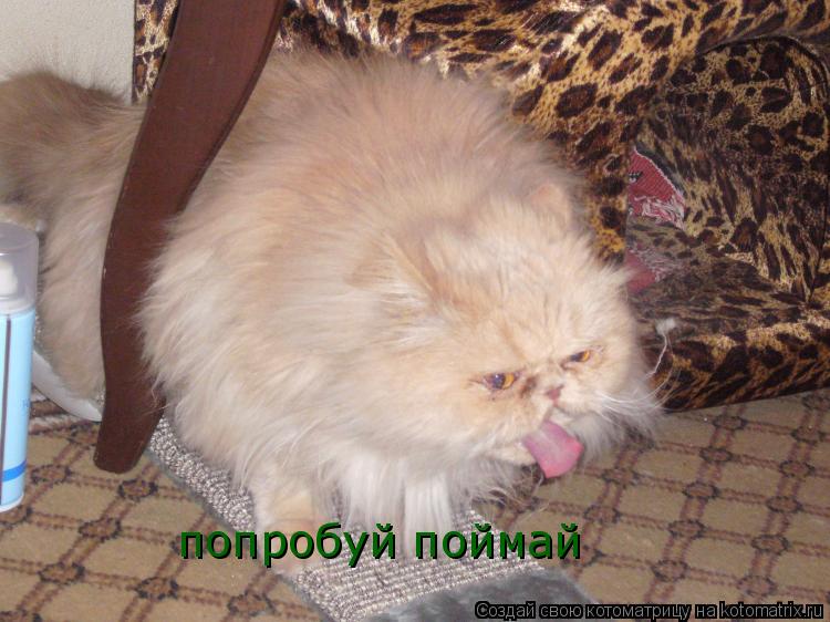 попробуй поймай... Котоматрица: попробуй поймай
