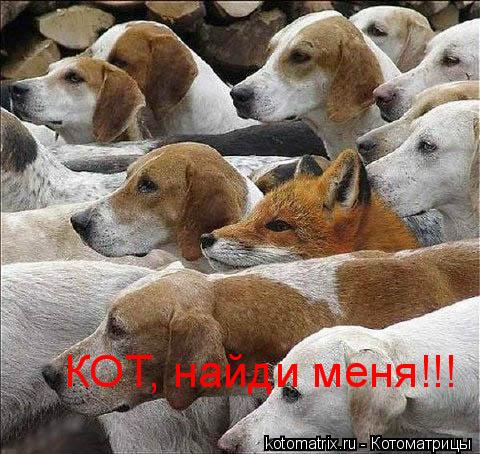 Котоматрица: КОТ, найди меня!!!