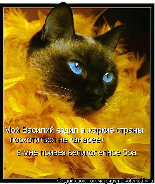 Мой Василий ездил в жаркие страны поохотиться не канареек а мне привез великолепное боа.... Котоматрица: Мой Василий ездил в жаркие страны поохотиться не канареек а мне привез великолепное боа.