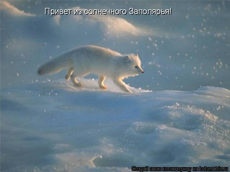 Привет из солнечного Заполярья!... Котоматрица: Привет из солнечного Заполярья!