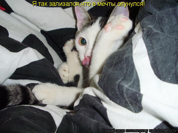Я так зализался,что в мечты окунулся!... Котоматрица: Я так зализался,что в мечты окунулся!