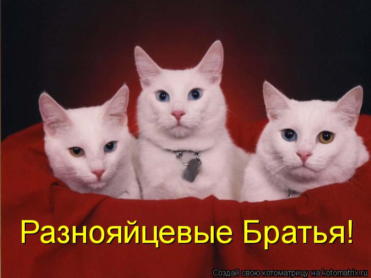 Разнояйцевые Братья!... Котоматрица: Разнояйцевые Братья!