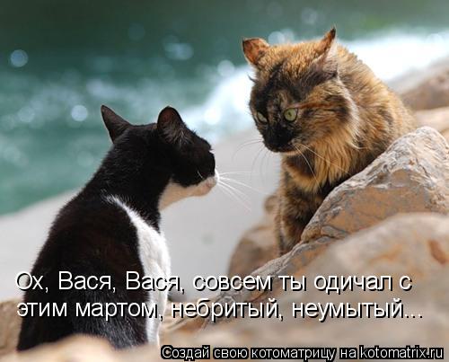 Котоматрица: Ох, Вася, Вася, совсем ты одичал с этим мартом, небритый, неумытый...