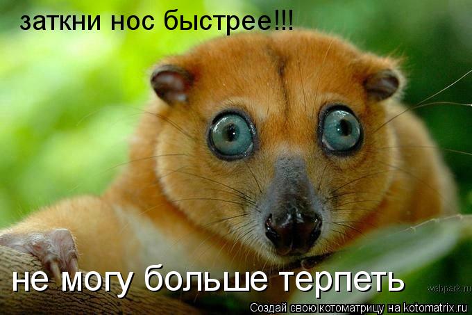 заткни нос быстрее!!! не могу больше терпеть... Котоматрица: заткни нос быстрее!!! не могу больше терпеть