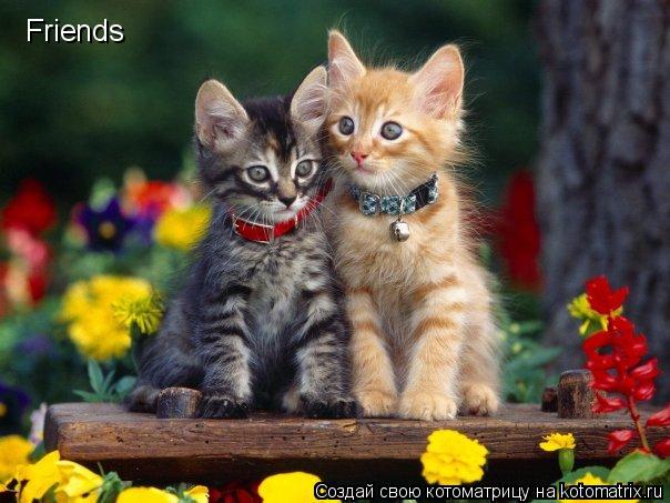 Friends... Котоматрица: Friends