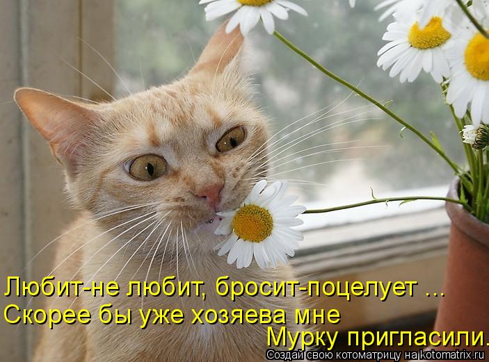 Любит-не любит, бросит-поцелует ... Скорее бы уже хозяева мне Мурку пригласили.... Котоматрица: Любит-не любит, бросит-поцелует ... Скорее бы уже хозяева мне Мурку пригласили.