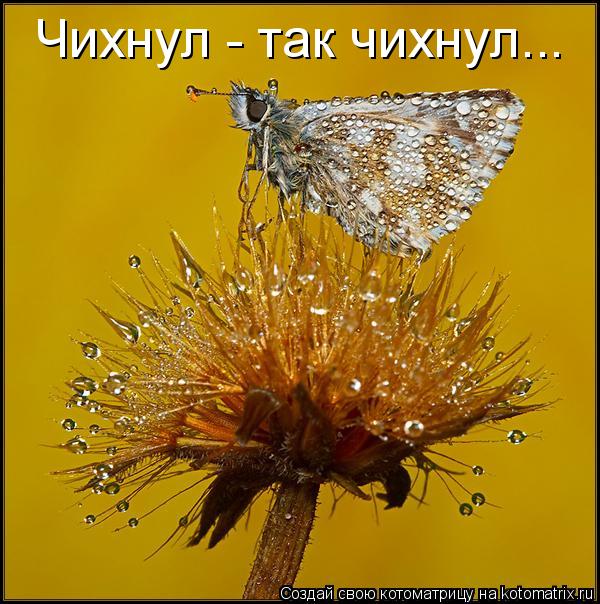 Чихнул - так чихнул...... Котоматрица: Чихнул - так чихнул...