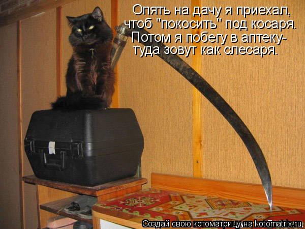 Опять на дачу я приехал, чтоб "покосить" под косаря. Потом я побегу в аптеку- туда зовут как слесаря.... Котоматрица: Опять на дачу я приехал, чтоб "покосить" под косаря. Потом я побегу в аптеку- туда зовут как слесаря.