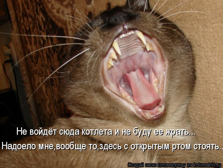 Не войдёт сюда котлета и не буду ее жрать... Надоело мне,вообще то,здесь с открытым ртом стоять..... Котоматрица: Не войдёт сюда котлета и не буду ее жрать... Надоело мне,вообще то,здесь с открытым ртом стоять..