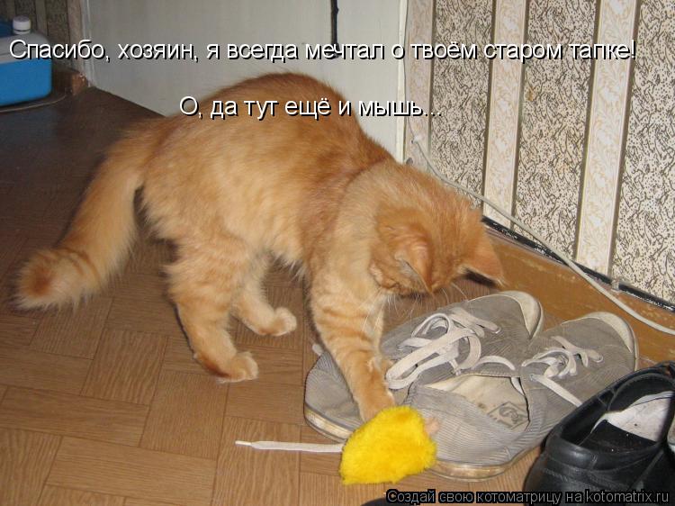 Спасибо, хозяин, я всегда мечтал о твоём старом тапке! О, да тут ещё и мышь...... Котоматрица: Спасибо, хозяин, я всегда мечтал о твоём старом тапке! О, да тут ещё и мышь...