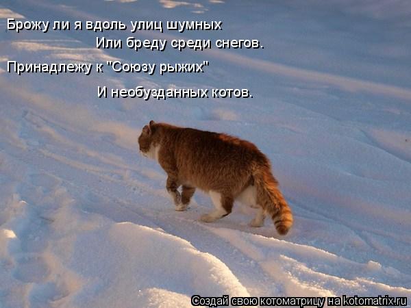 Брожу ли я вдоль улиц шумных Или бреду среди снегов. Принадлежу к "Союзу рыжих" И необузданных котов.... Котоматрица: Брожу ли я вдоль улиц шумных Или бреду среди снегов. Принадлежу к "Союзу рыжих" И необузданных котов.