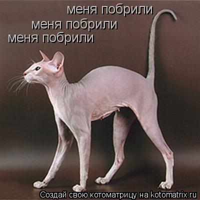 меня побрили меня побрили меня побрили... Котоматрица: меня побрили меня побрили меня побрили