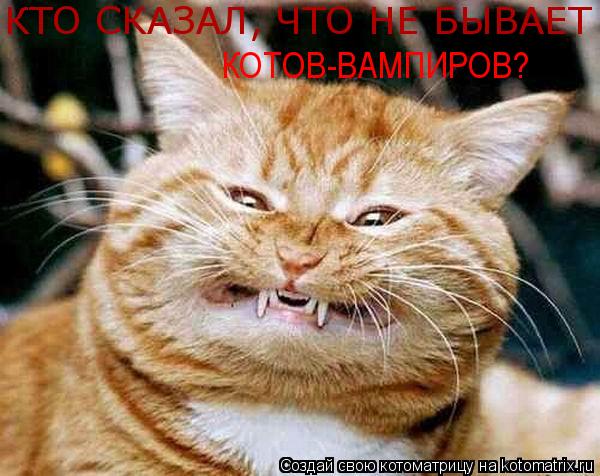 Котоматрица: КТО СКАЗАЛ, ЧТО НЕ БЫВАЕТ КОТОВ-ВАМПИРОВ?