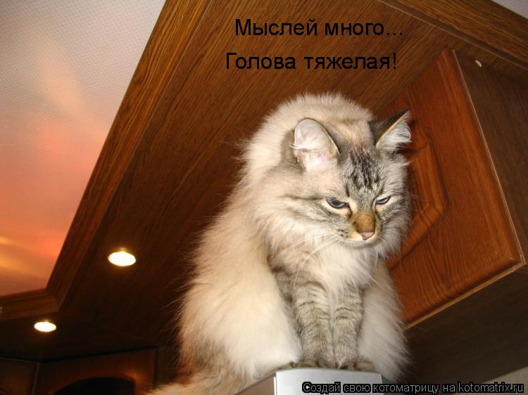 Мыслей много... Голова тяжелая!... Котоматрица: Мыслей много... Голова тяжелая!