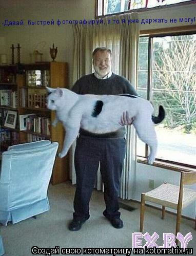 Котоматрица: -Давай, быстрей фотографируй, а то я уже держать не могу!!!